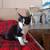 Affectionate female kittens 5month old for adoption 2 thumbnail