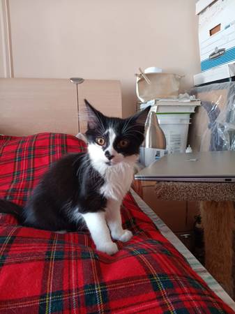 Affectionate female kittens 5month old for adoption (Brooklyn)63690190160385121