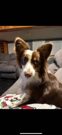Mini Australian Shepherd and Golden Doodle63774332145793122