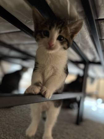 Un gatito macho (Tacoma)64032358009473121