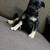 Puppy pug 2 thumbnail