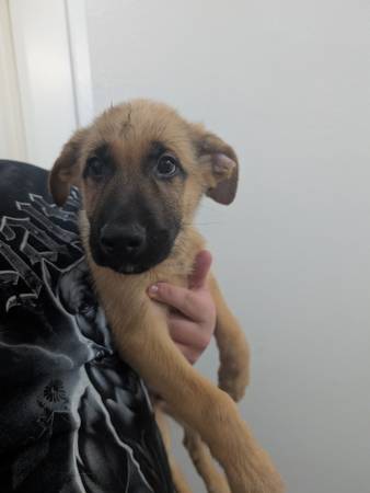 Cachorros de pastor alemán (Graham)63874560927873122