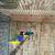 Gouldian finches 8 thumbnail