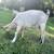 Polled Mini Alpine Doeling and Buckling. 4 thumbnail