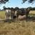 Charolais bulls 7 thumbnail