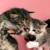 Kittens 6 thumbnail