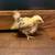 Serama chicks 2 thumbnail