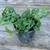 Monstera adansonii / swiss cheese plant in 1 gallon plastic pots 2 thumbnail
