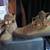 Giuseppe men's sneakers size 44 2 thumbnail