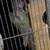 Indian Ring Neck 4 thumbnail