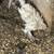 Baby Chicken 2 thumbnail