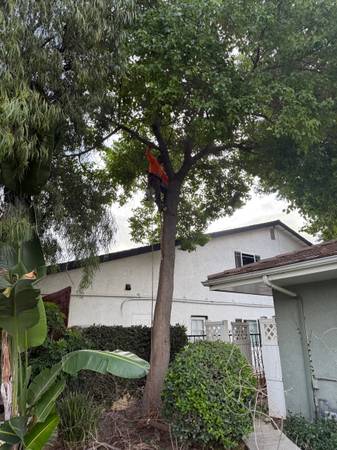 Everardo’s Tree Service — Inland Empire & San Bernardino — Free Estima 1