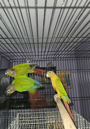 Green sheesk conures 1