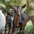 Purebred Nigerian Dwarf Goats (Doelings) 2 thumbnail