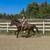 Versatile Warmblood Gelding for Sale 16 thumbnail