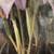 ~~    BEAUTIFUL    IRIS    PRINT    BY    DON    SMITH    1997    ~~ 3 thumbnail