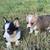 CKC Corgi Puppies 6 thumbnail