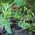 Swiss Cheese Plant-Monstera 4 thumbnail