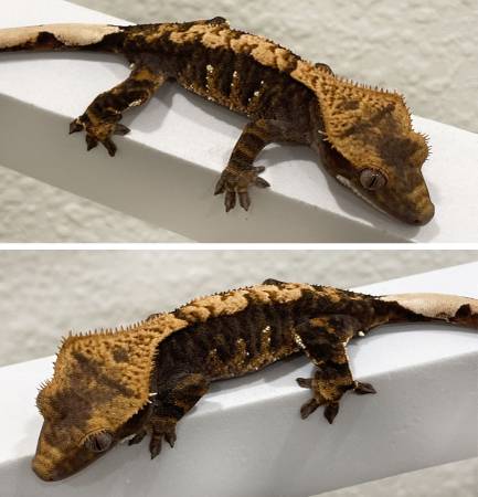Gecko Crestado Oscuro (Kissimmee)