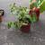 ficus and Schleffera Plants, Whale tail snake plant 4 thumbnail