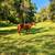 8 year old AQHA Gelding 2 thumbnail