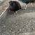 Melanistic pheasant 2 thumbnail