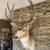 Mule Deer Shoulder Mount 1 thumbnail