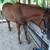 Aqha X-ATHLELE from Track 2 thumbnail