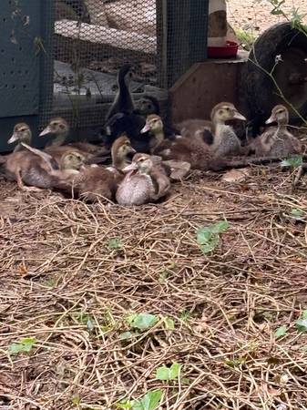 Muscovy Ducklings 1