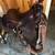 00 Custom Made Roping/Breaking Saddle 2 thumbnail