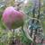Dwarf Apple Trees 1 thumbnail