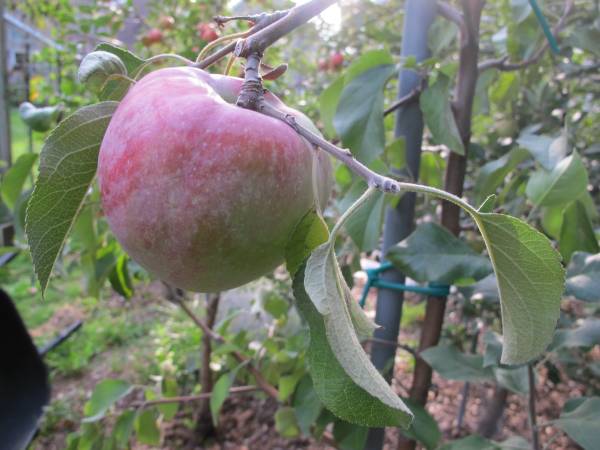 Dwarf Apple Trees 1