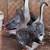 CHINESE/TOULOUSE GEESE FOR TRADE 1 thumbnail