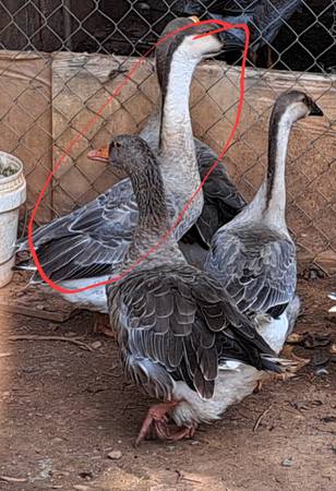 CHINESE/TOULOUSE GEESE FOR TRADE 1