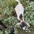 New Zealand kiko buckling goats 8 thumbnail
