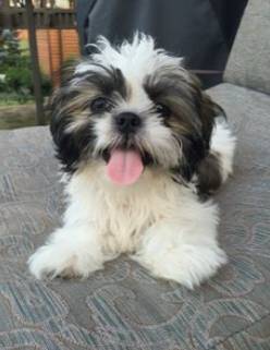 Babies shihtzu puppy 1