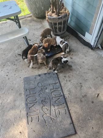 MIXED PUPS BOXER MASTIFF63903228076930122