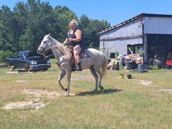 Yegua de 11 años, gris moteada de pulgas, cuarto de milla (Dairy rd wareshoals sc)63661440724739120