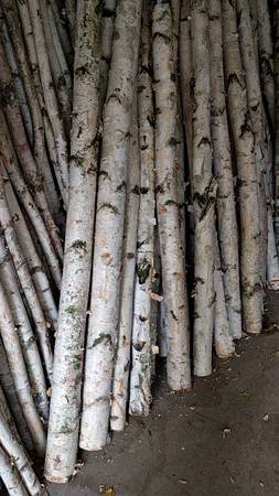 Birch Log Pole 8ft x 4in 1
