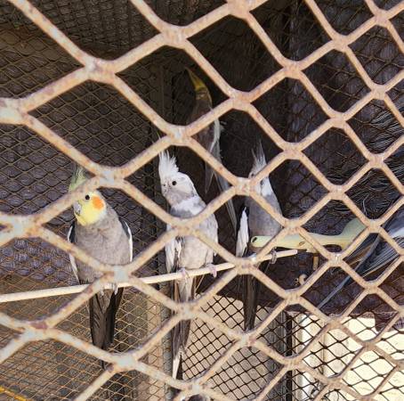 Cacatúas ninfa (Oxnard)63439055033729122