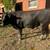 Angus Bull 3 thumbnail