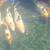 Jumbo koi 1 thumbnail
