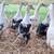 Ancona Hens 5 thumbnail