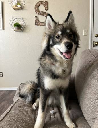 Need to Rehome 1.5 year old Husky (OKC)63976603199490124