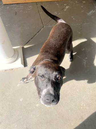 Needs A New Home 1