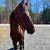 Gelding 1 thumbnail