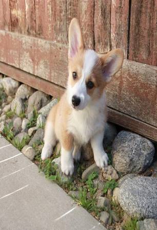 Corgi Puppies in Search of Homes (7O2-61eight-338eight)63955847416579120