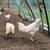 Organic-fed Free-Range Young Rooster Buy 3 Get 1 Free Buy 5 Get 2 FREE 2 thumbnail