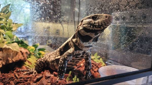 Argentinian Black and White Tegu male 1