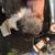 I have a two liters -one is Pomeranian parti and tri and the ot 20 thumbnail
